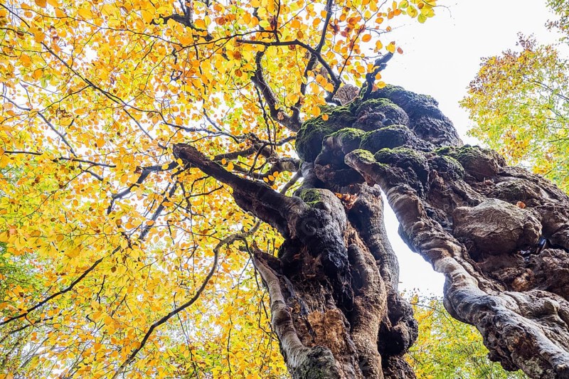 Old hute beech in autumn