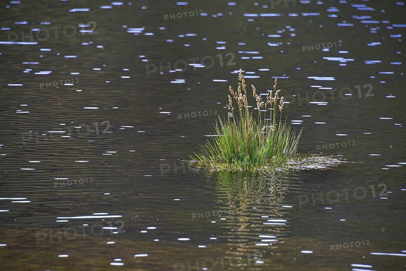 Tufts of grass in the water of a sparkling lake