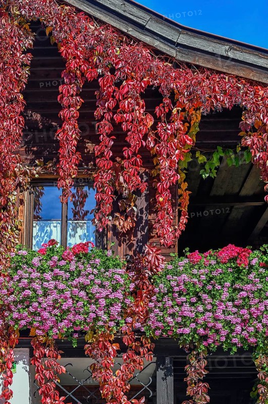 Wooden house with floral decoration and vegetation of widem vine
