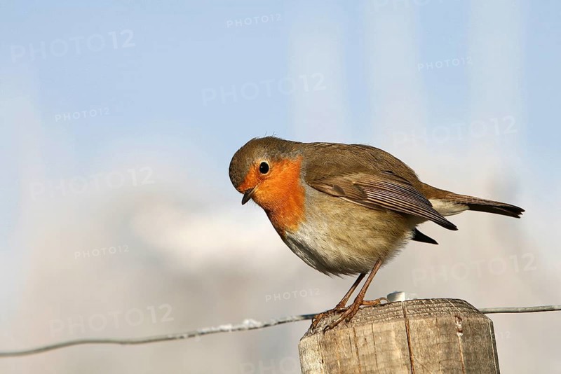 European robin