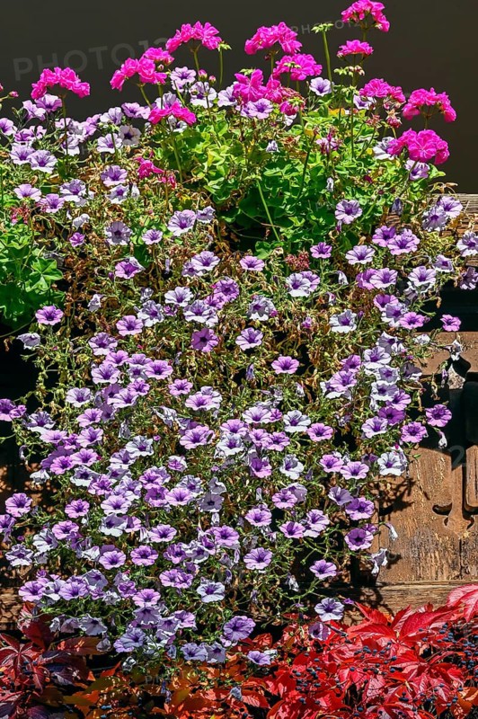 Flower ornaments and vegetation of widem vine