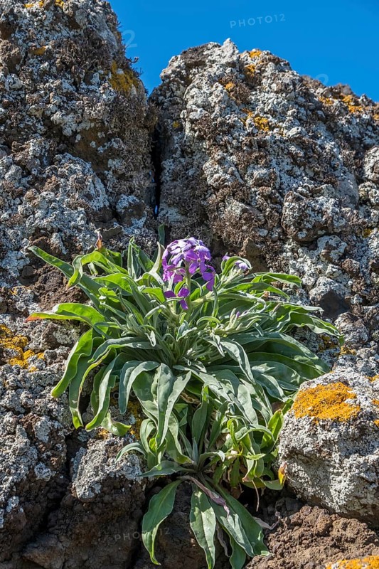 Madeira levkoje