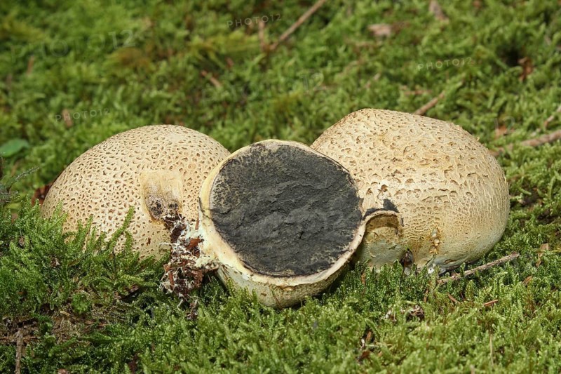 Earthball