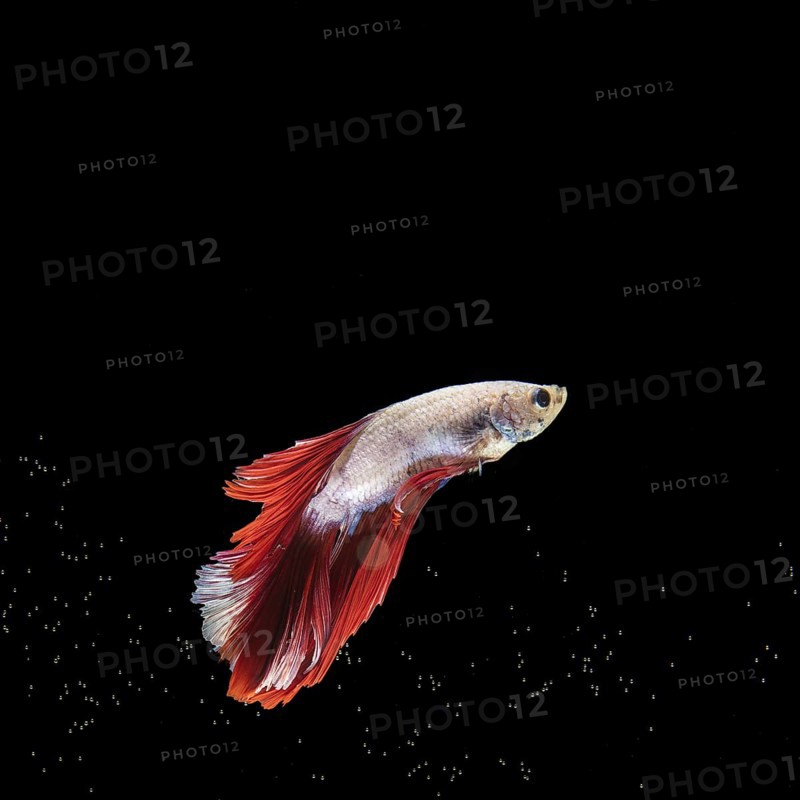Half moon betta fish swimming black surface
