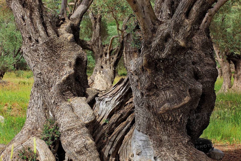 Tree trunk of an old olive tree