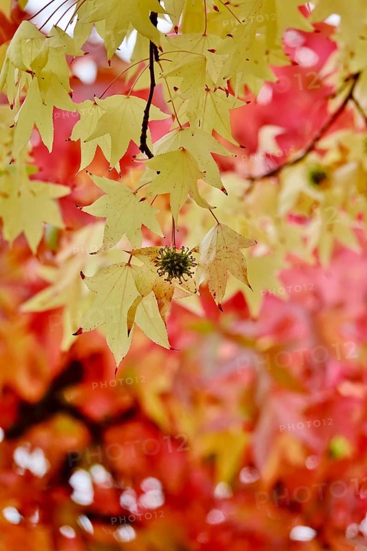 Magnificent amber trees