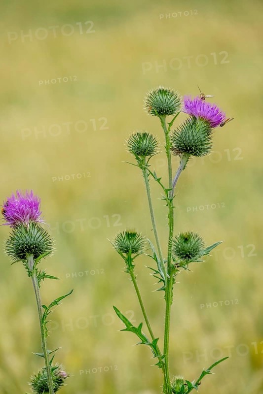 Spear thistle
