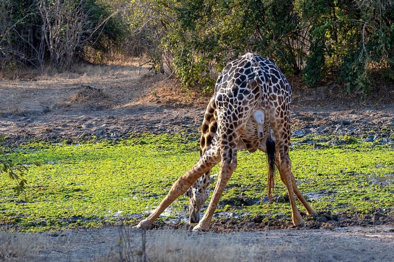 Rhodesian giraffe
