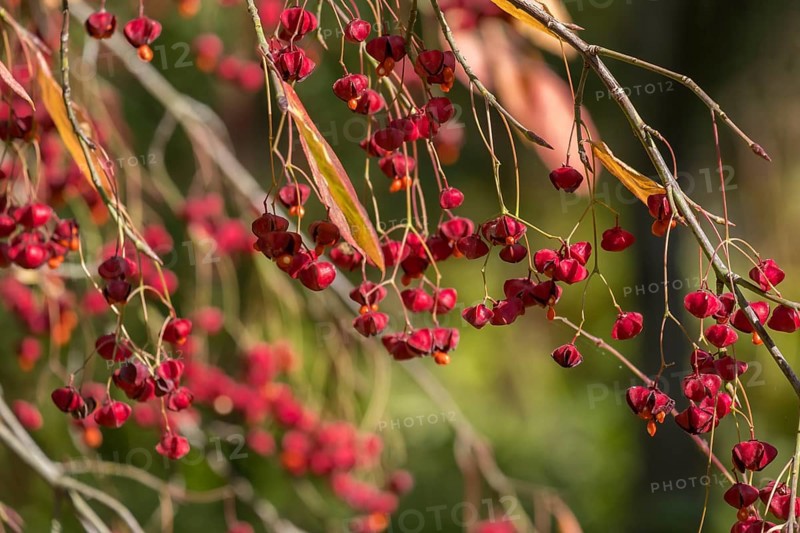 European spindle