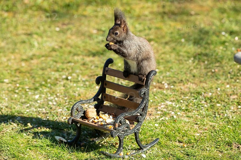 Squirrel holding nut in hands sitting on bench in green grass looking left