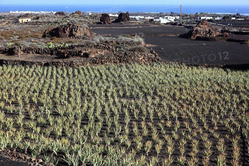Aloe Vera Plantation at Orzola