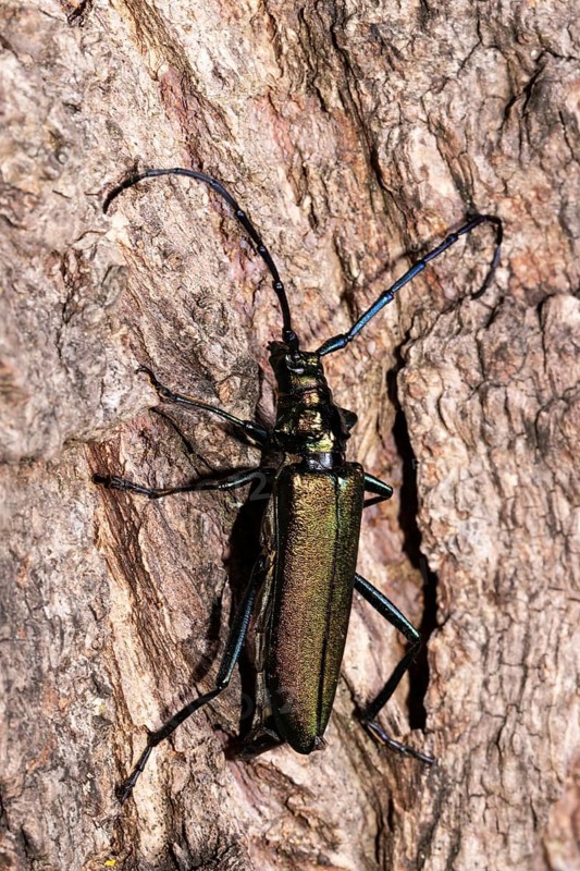 Muskbuck hanging on tree trunk laying eggs looking up from behind