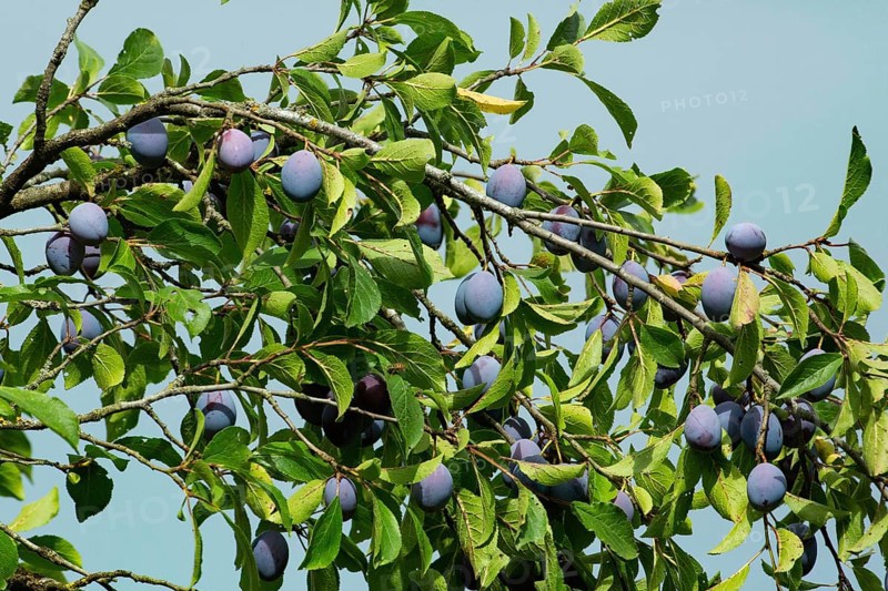 Plums on a branch with many blue fruits and green leaves against a blue sky