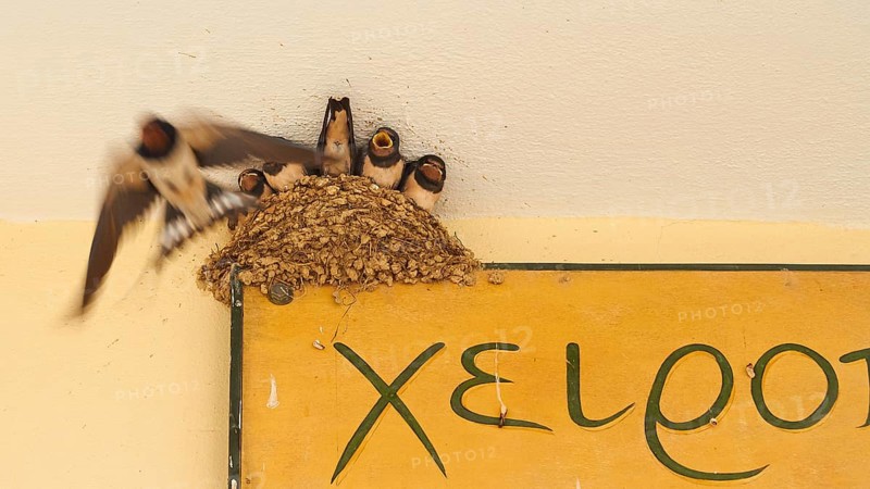 Swallow nest