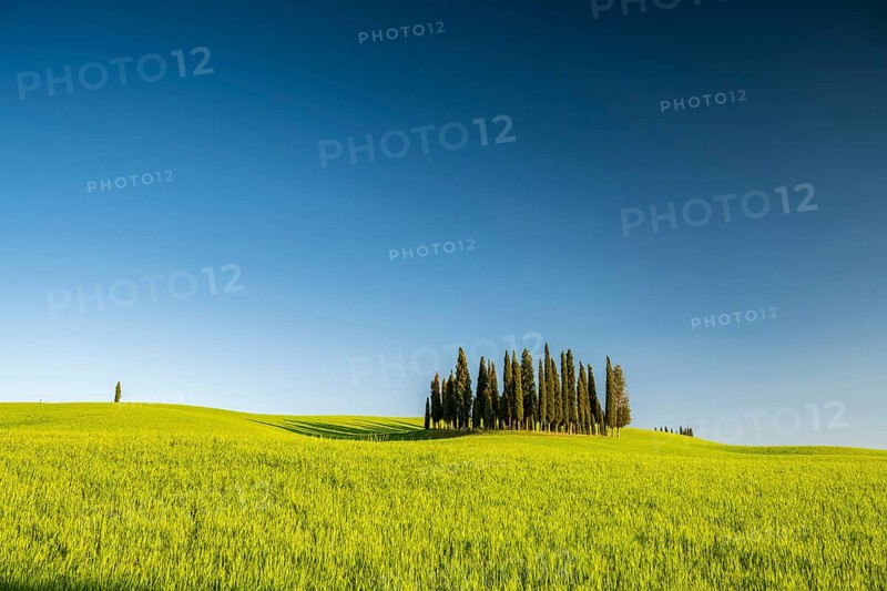 Cipressi di San Quirico dOrcia