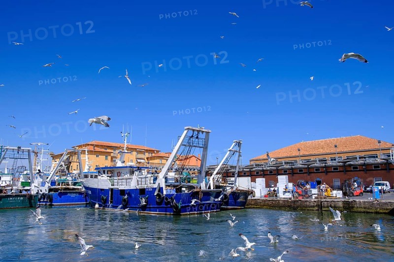 Seagulls over a fishing boat