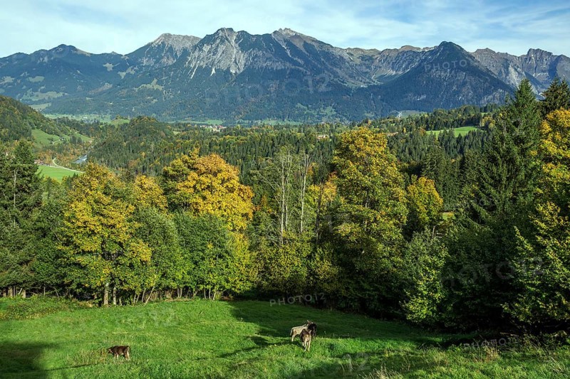 Autumn forest above Oberstdorf