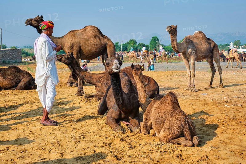 Pushkar