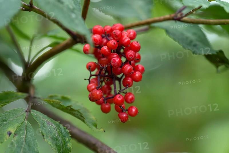 Red elderberry