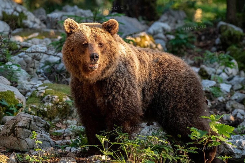 European brown bear