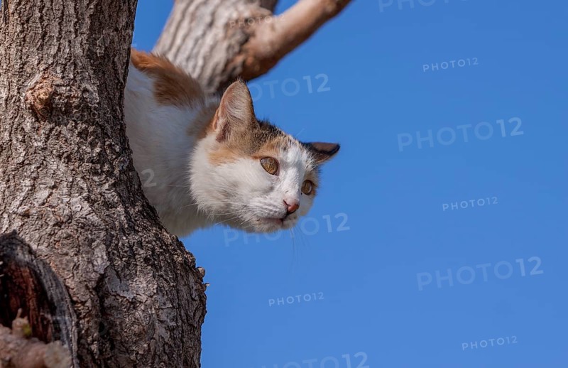 Felidae