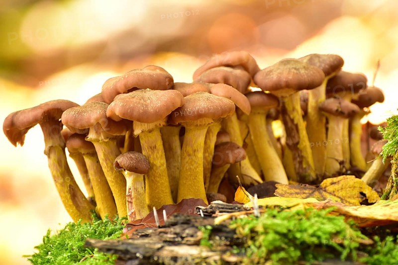 Group of parasitic wood dwellers Common armillaria solidipes