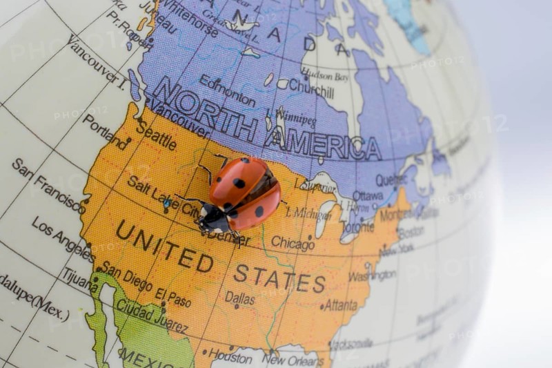 Ladybug walking on a little colorful model globe
