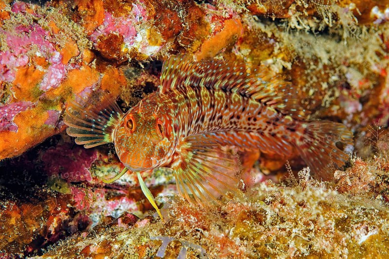 Red blenny