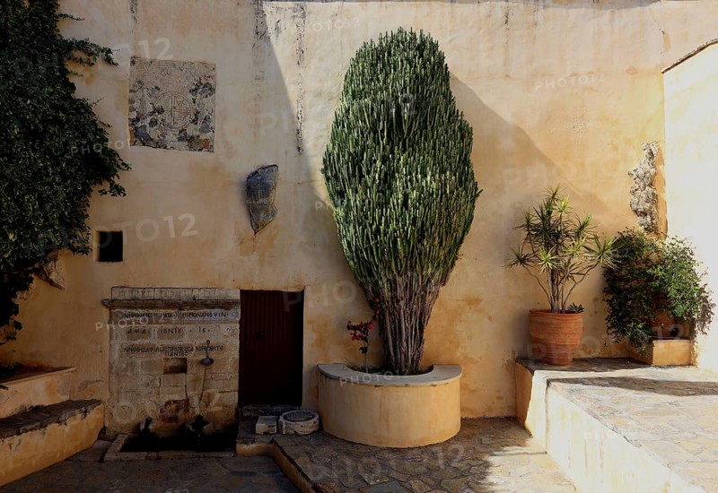 (Euphorbia) plant in the monastery complex of Preveli Monastery, Moni Preveli in the south of the island, Crete, Greece, Europe