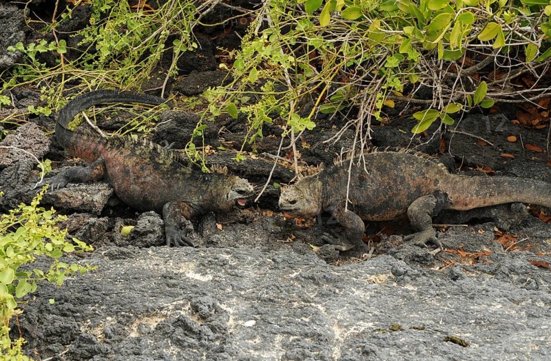 Male Galapagos sea lizards fighting on Santa Cruz