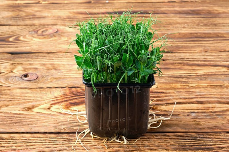 Fresh microgreens. Sprouts of peas on wooden background