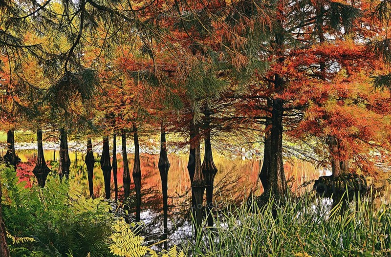 Bald cypress