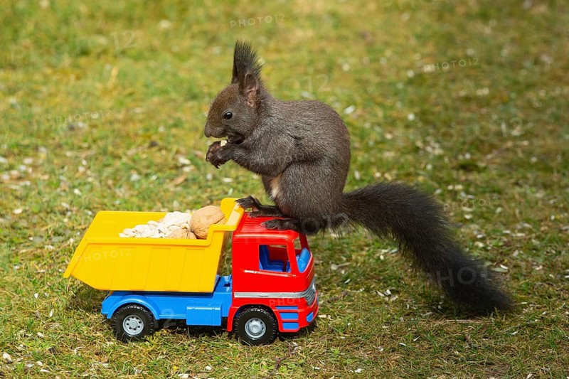 Squirrel with food held in hands sitting on truck in green grass looking left