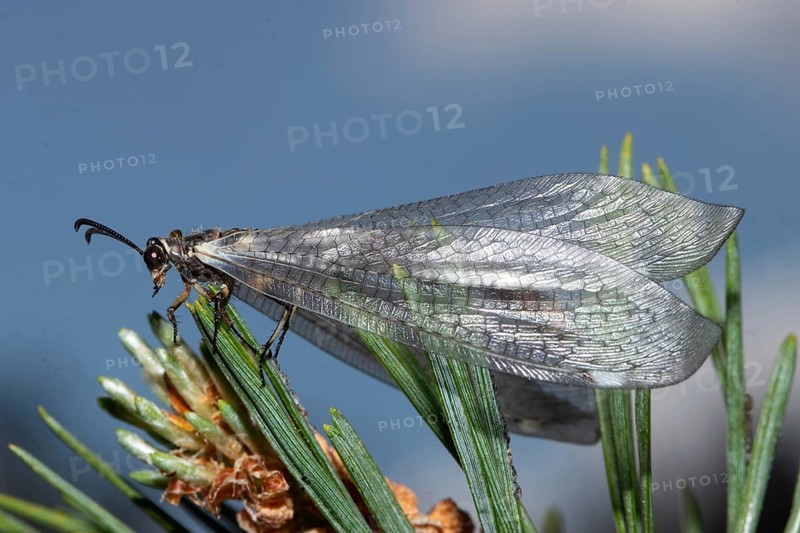 Common antshrike sitting on pine needles left looking against blue sky