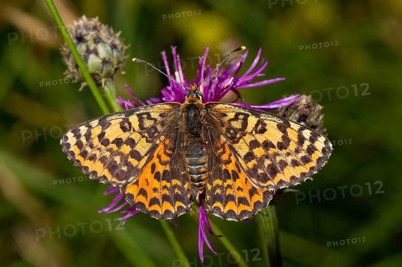 Red Melitaea butterfly butterfly with open wings sitting on purple flower from behind