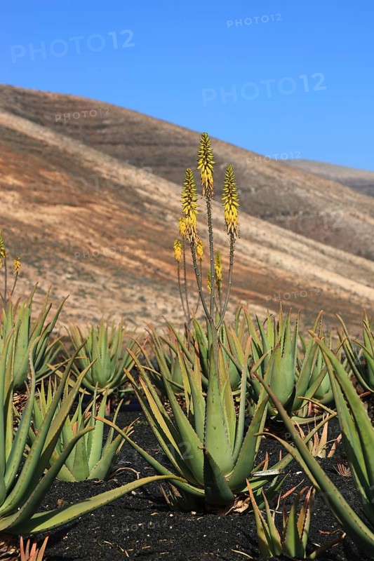Aloe Vera Plantation at Orzola