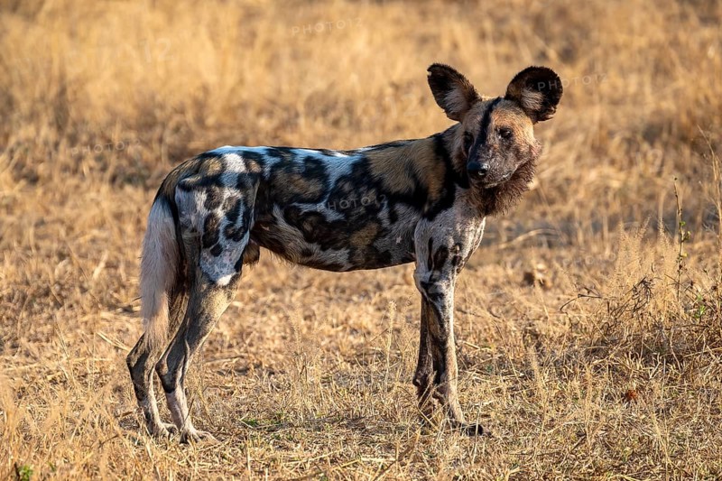 African wild dog