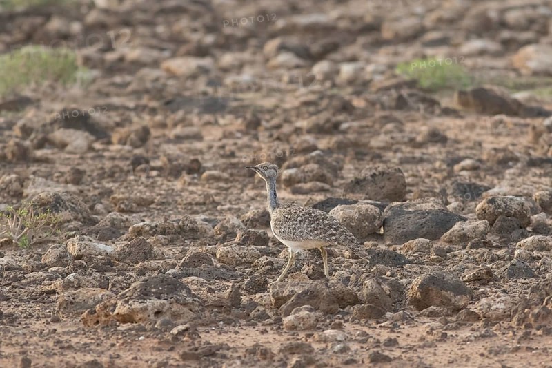 Rare Cantilever Bustard