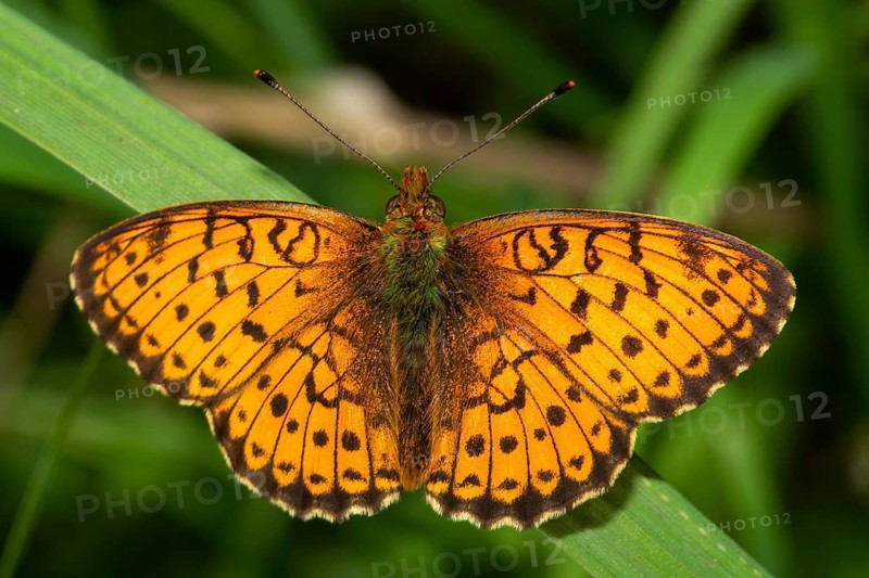 Meadowsweet mother-of-Fritillary butterfly with open wings sitting on green leaf from behind