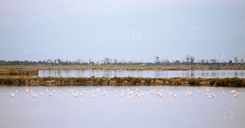 Flamingos