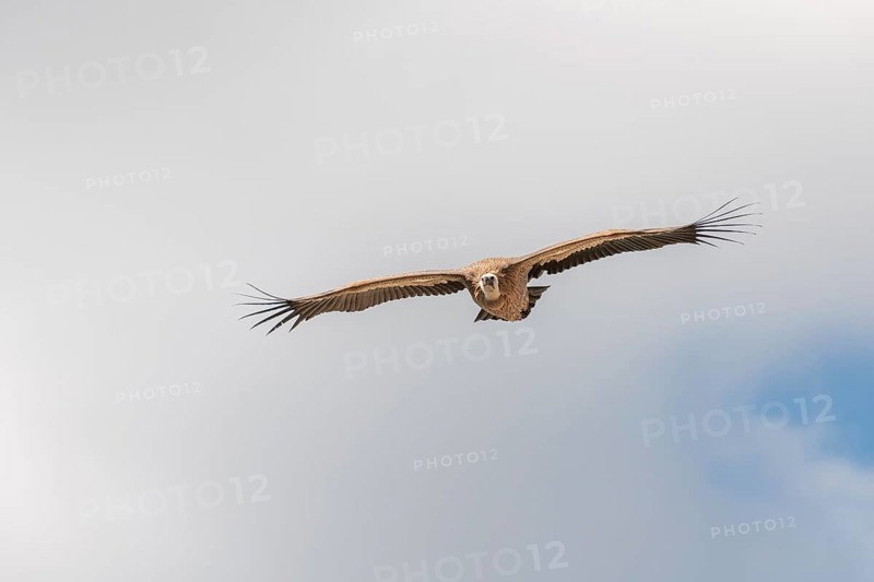 Griffon vultures