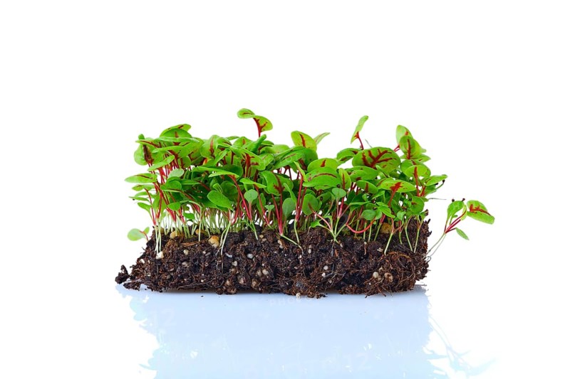 Fresh microgreens. Sprouts of sorrel isolated on white background