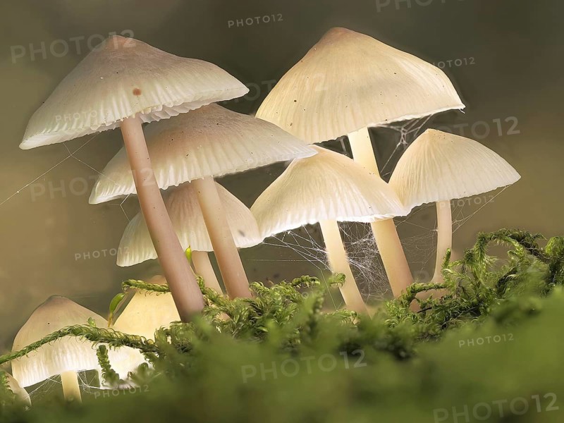 Bonnets