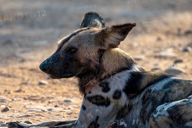 African wild dog