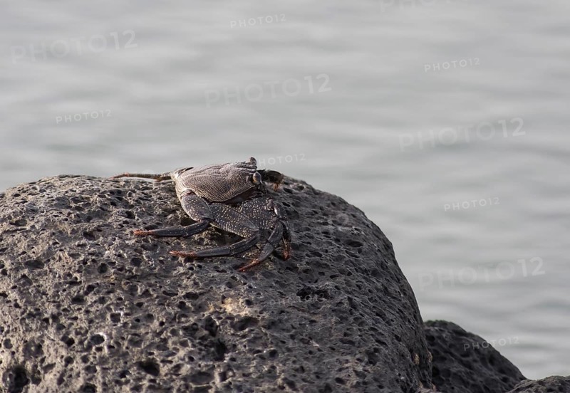 Red rock crab