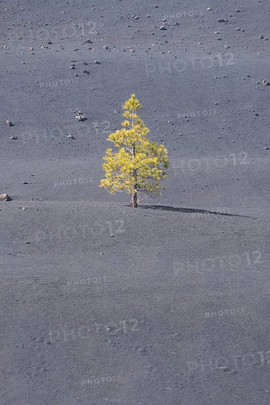 Canary Island Pine