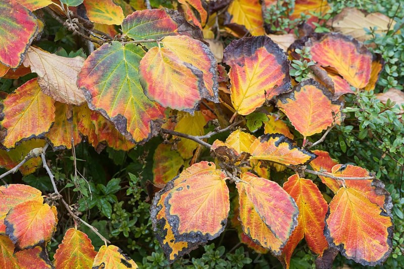 Witch hazel