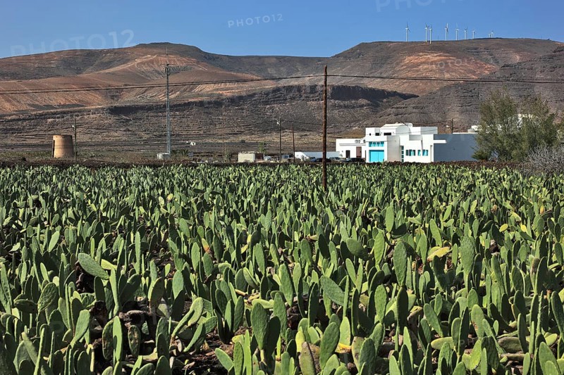 (Opuntia) plantations for the breeding of the cochineal scale insect, near Guatiza, Lanzarote, Canary Islands, Spain, Europe