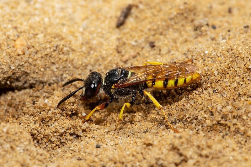 Bee wolf sitting on sandy ground looking left