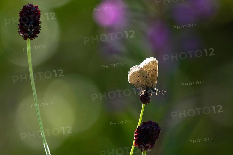 Dark meadow-headed ant-blue butterfly sitting on purple flower seen right
